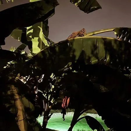 Lecéleste Lithakia (Zakynthos)